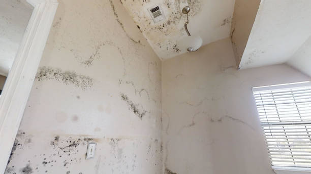 Mold Remediation for Rental Properties in Port Byron, IL