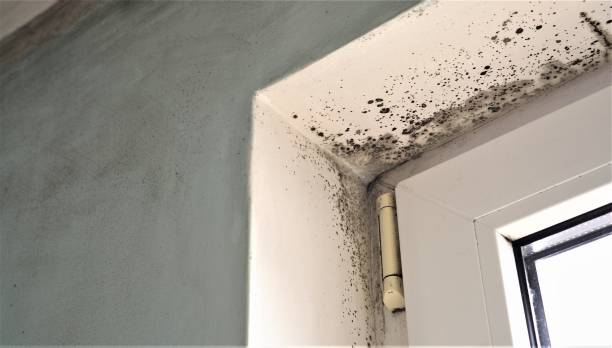 Best Residential Mold Inspection & Testing  in Port Byron, IL