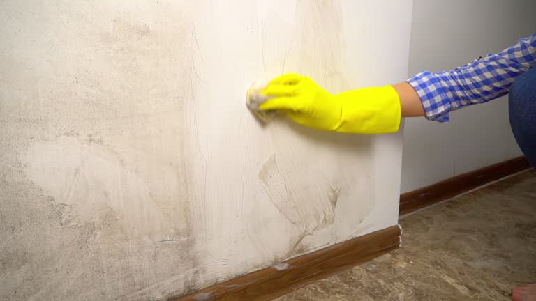 Port Byron, IL Mold Inspection, Removal & Remediation Company